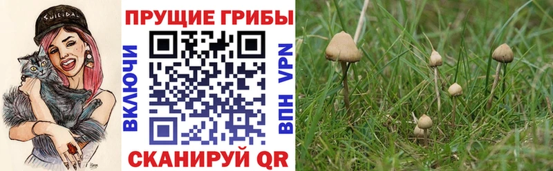 Галлюциногенные грибы GOLDEN TEACHER  продажа наркотиков  Протвино 